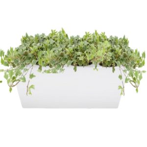 plante pour balconnière lierre