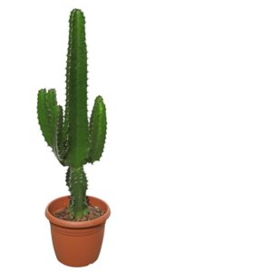 livraison plante intérieur