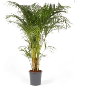 livraison plante intérieur