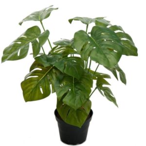 livraison plante intérieur