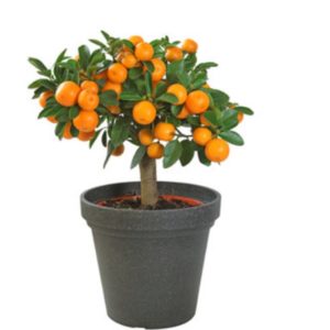 calamondin