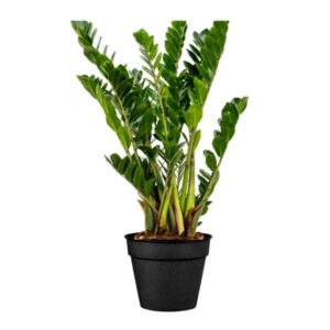 zamioculcas en pot