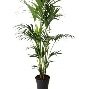 Palm Kentia