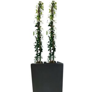 plante balcon jasmin étoilé en pot