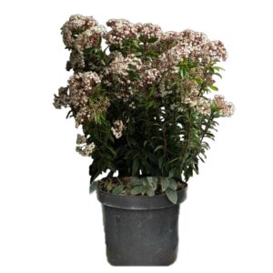 plante balcon laurier tin