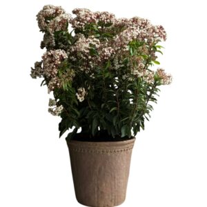 plante balcon laurier tin en pot